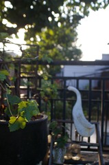 IMGP9844.JPG