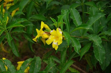 IMGP0111.JPG