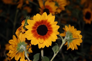 3ADDF21C-616A-4910-BC76-0F8AD3E71C3C/L0/001