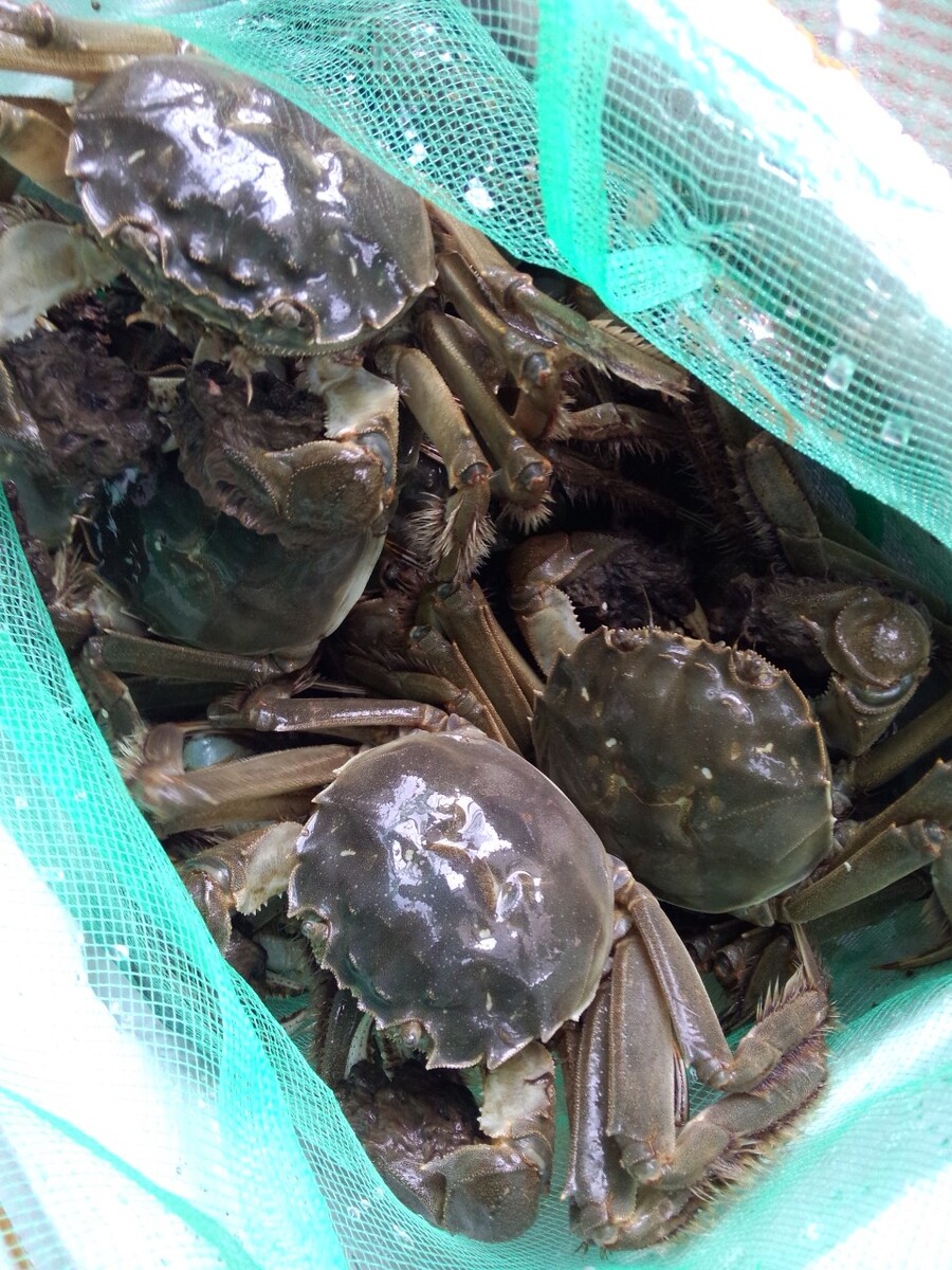 青蟹养殖前景,如何养殖淡滨海湾金蟹?