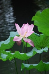 A597FFCF-F378-4538-8FF9-9CBCA368A954/L0/001