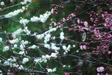 1AAD260D-C4A2-4739-BD0A-80594266E0A9/L0/001