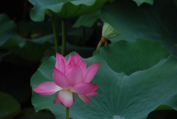 DSC_1322.JPG