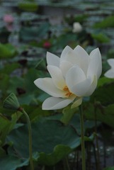 DSC_1335.jpg