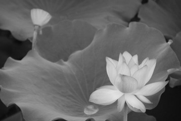 DSC_1312.JPG