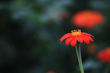 IMG_1376.JPG