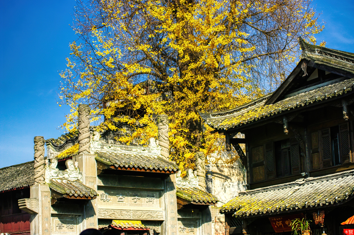 银杏正黄摄于崇州街子古镇
