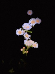 0BF2F876-2233-435F-B781-EDDE7A6EF3CD/L0/001