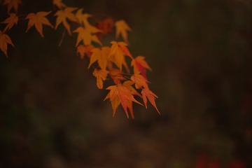 162F8B6D-FDC6-46B1-A432-320AC39AF480/L0/001