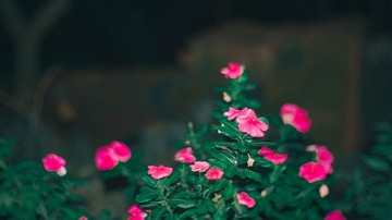 8217