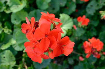 DSC_1012.JPG