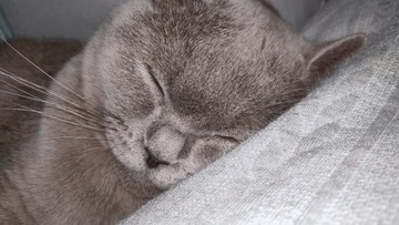 817