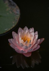 1000058639