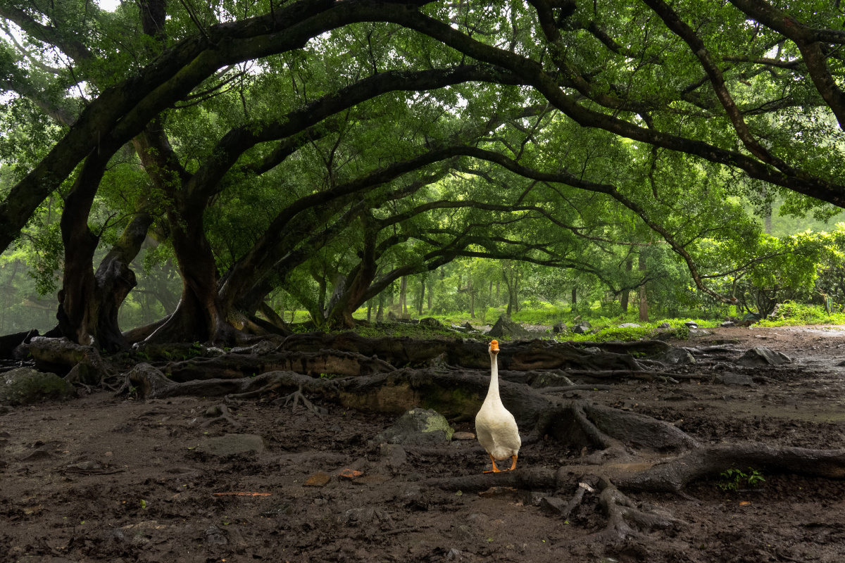 杨家溪榕枫公园古榕树