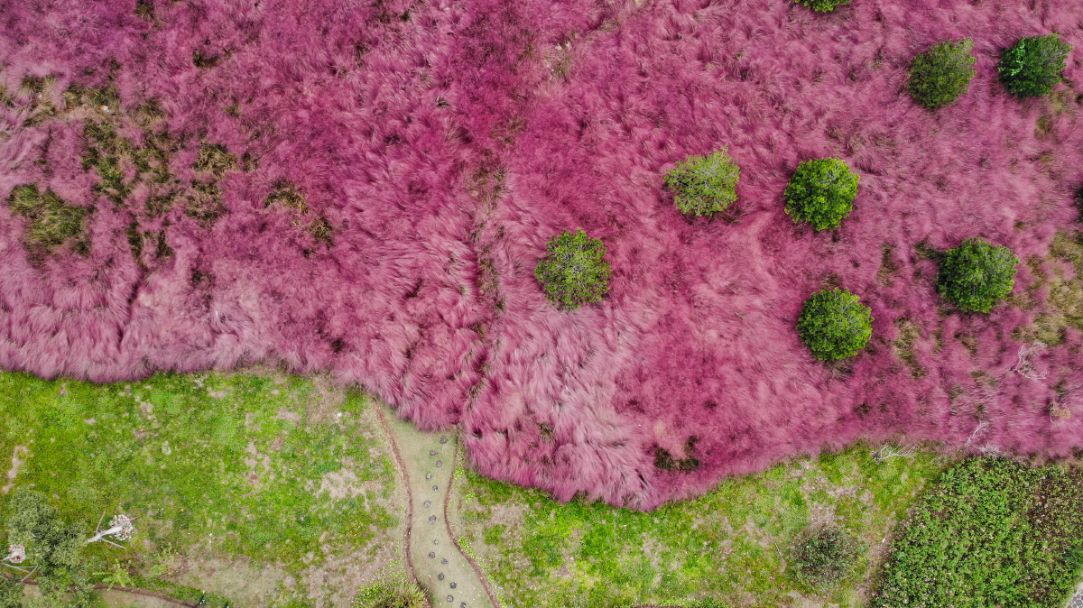 徐州广山公园粉黛乱子草
