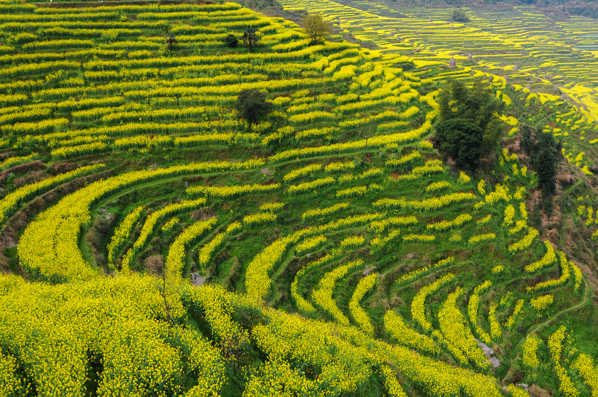 婺源篁岭油菜花田