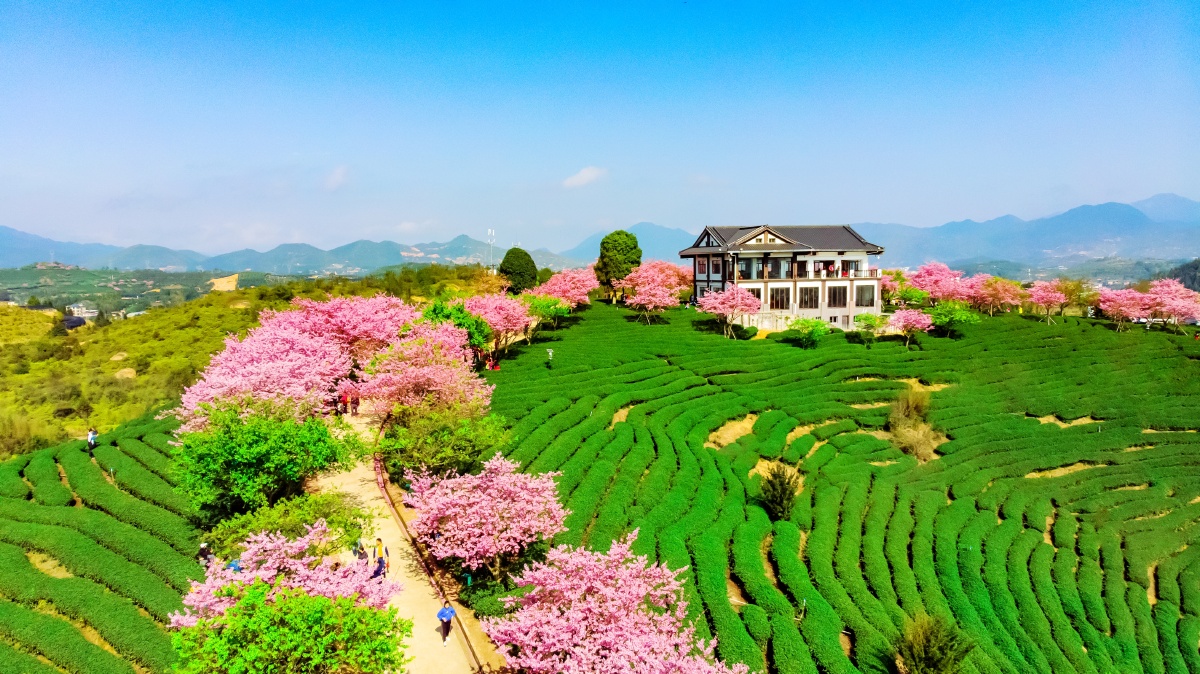 龙岩漳平永福镇台品樱花茶园