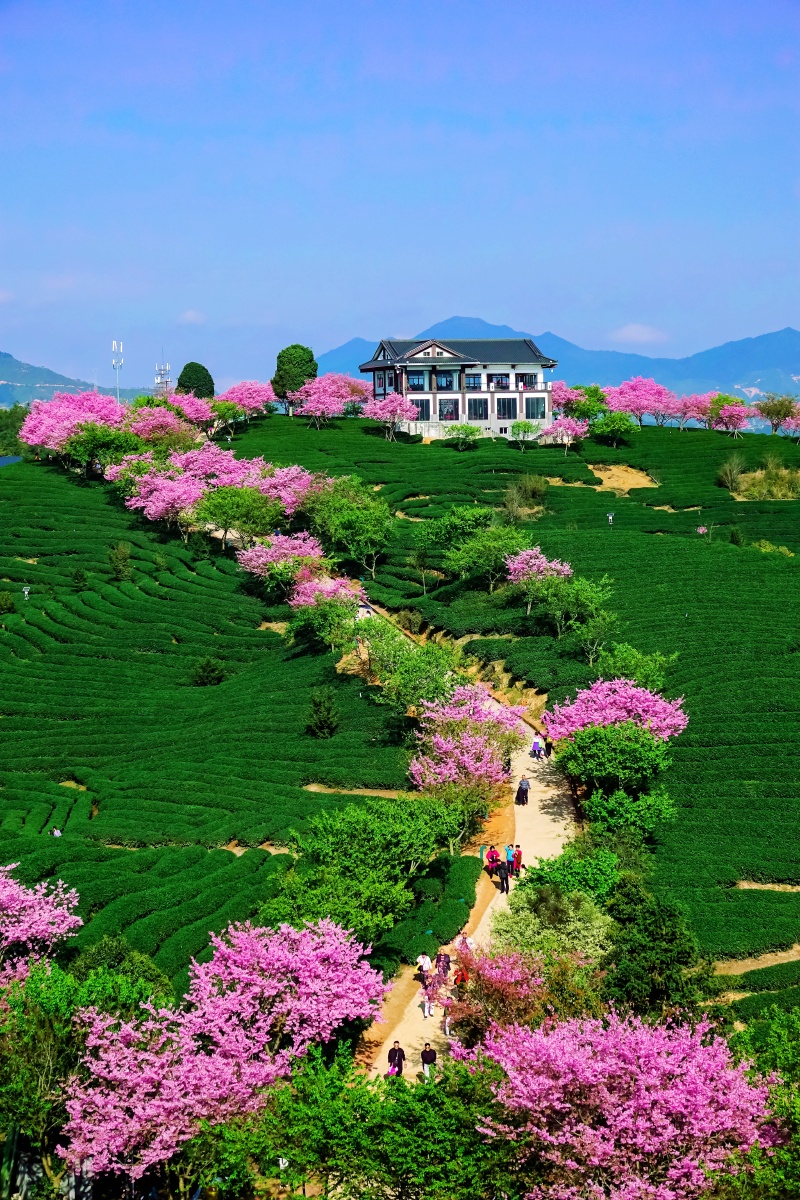 龙岩漳平永福镇台品樱花茶园