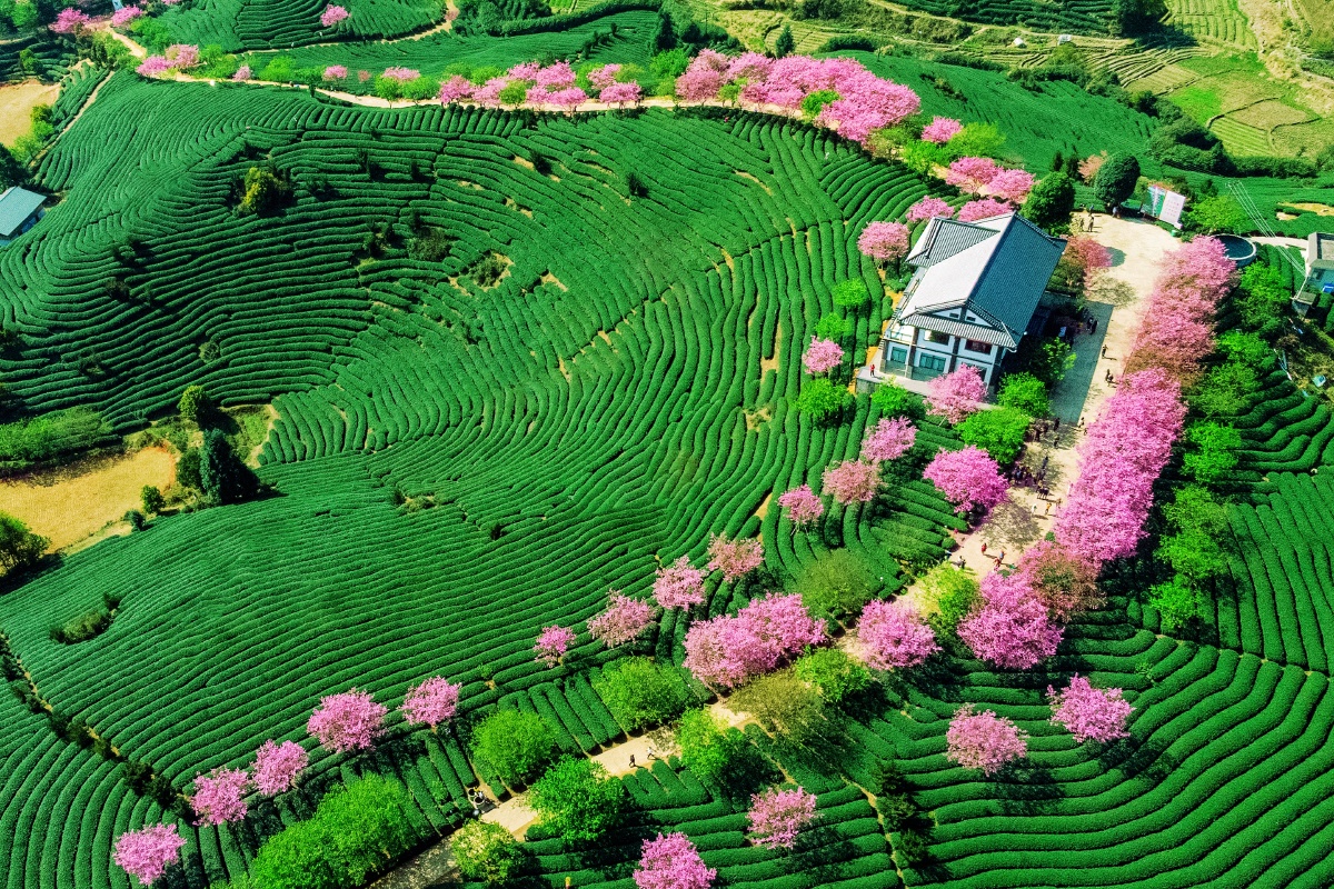 龙岩漳平永福镇台品樱花茶园