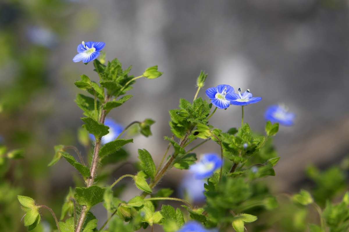 波斯婆婆纳也叫阿拉伯婆婆纳