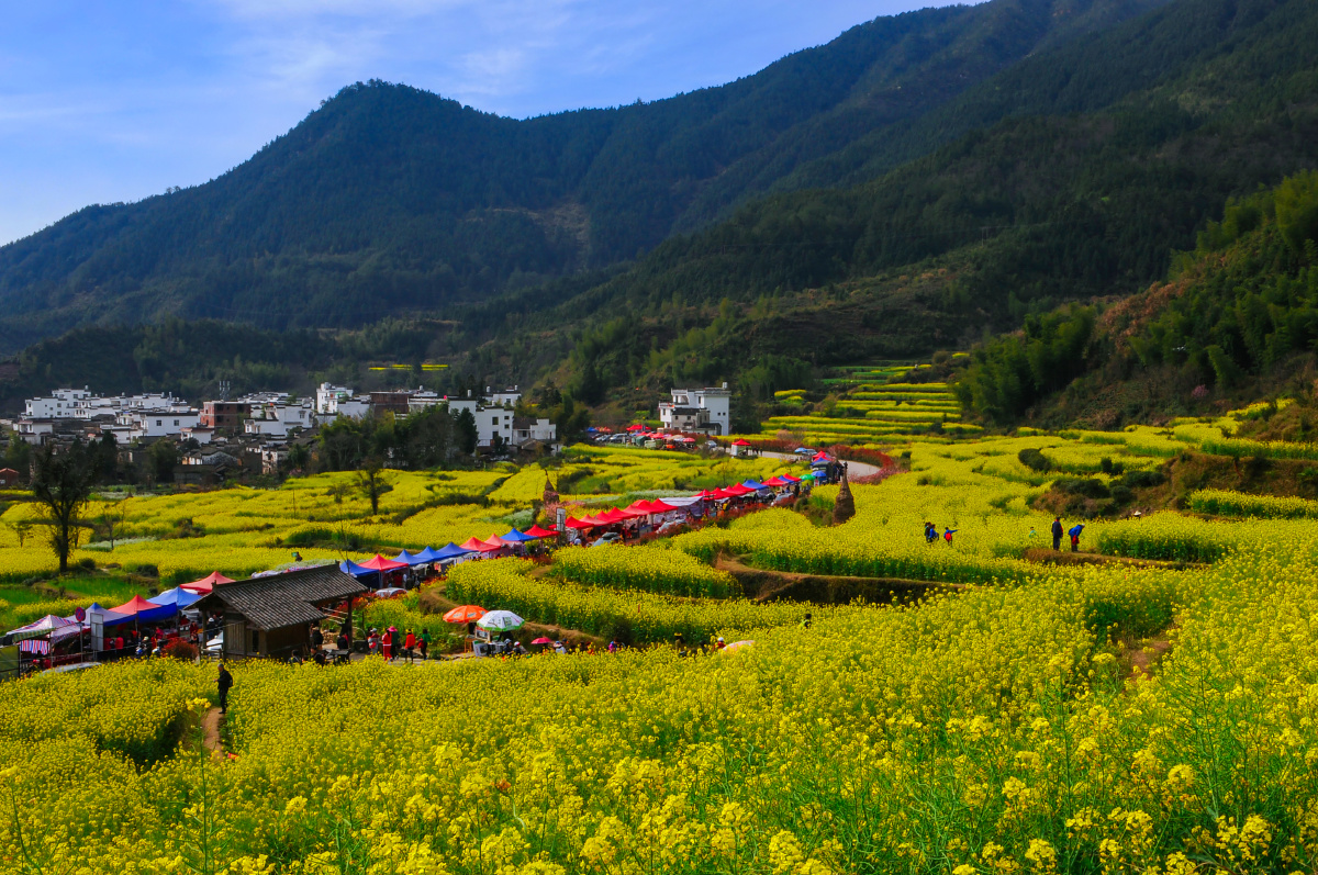婺源江岭油菜花 - 蝈蝈向南飞 - 图虫