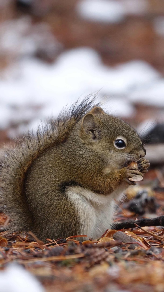 蝈蝈向南飞 - 图虫