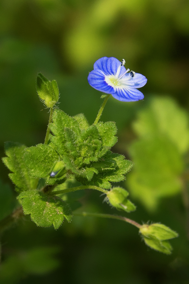 波斯婆婆纳也叫阿拉伯婆婆纳