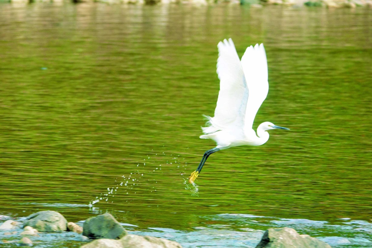 蝈蝈向南飞 - 图虫