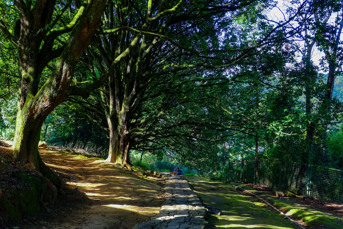 和顺古镇千手观音古树林