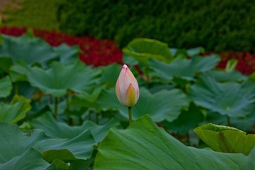 _MG_8111.jpg