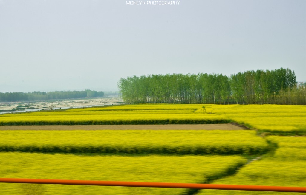 一路上，沿途的油菜花已经是一片又一片了