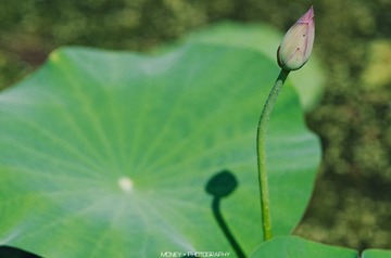 DSC_9610副本.jpg