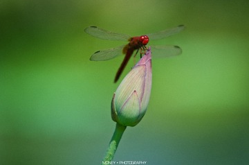 DSC_9617副本.jpg