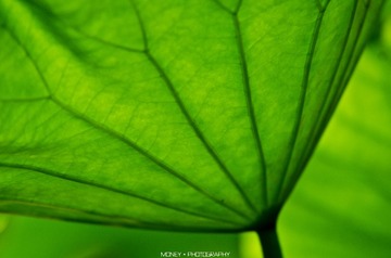 DSC_9657副本.jpg