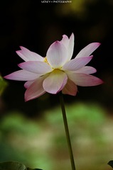 DSC_9763副本.jpg
