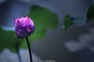 DSC_9794副本.jpg