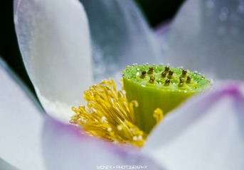 DSC_9805副本.jpg