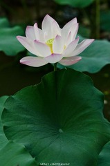 DSC_9818副本.jpg