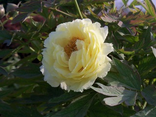 照片005 184.jpg