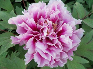 照片005 222.jpg