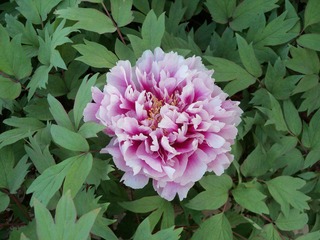 照片005 223.jpg