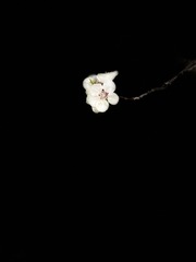 BD41A40D-FE5C-42F1-BF3D-C8ED55C6ED90/L0/001
