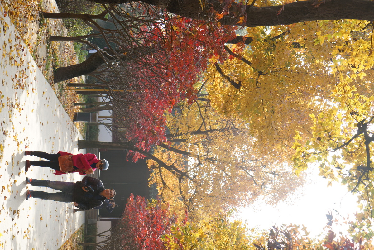 风再起时黄叶飞舞