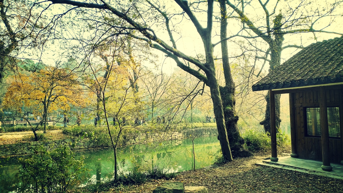 风再起时黄叶飞舞