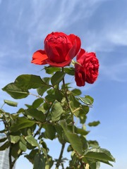 AB7D3050-802D-448F-842F-6E3D25A18FF0/L0/001