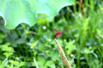 IMG_3021_副本