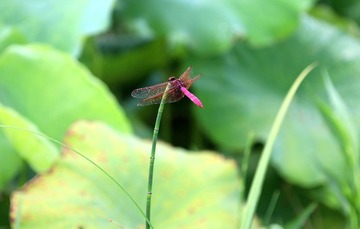 IMG_3016_副本