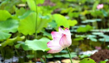 IMG_2967_副本