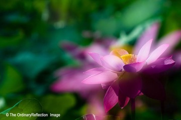 荷花002