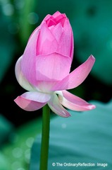 荷花008